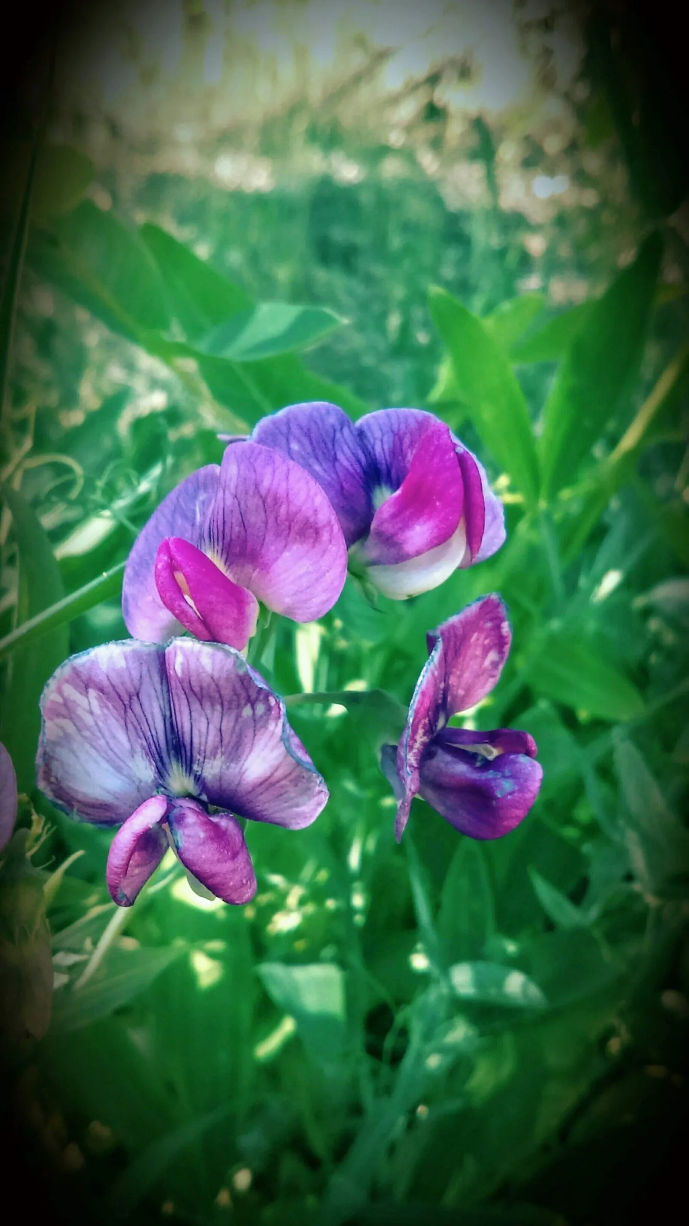 Purple sweet peas in the green
