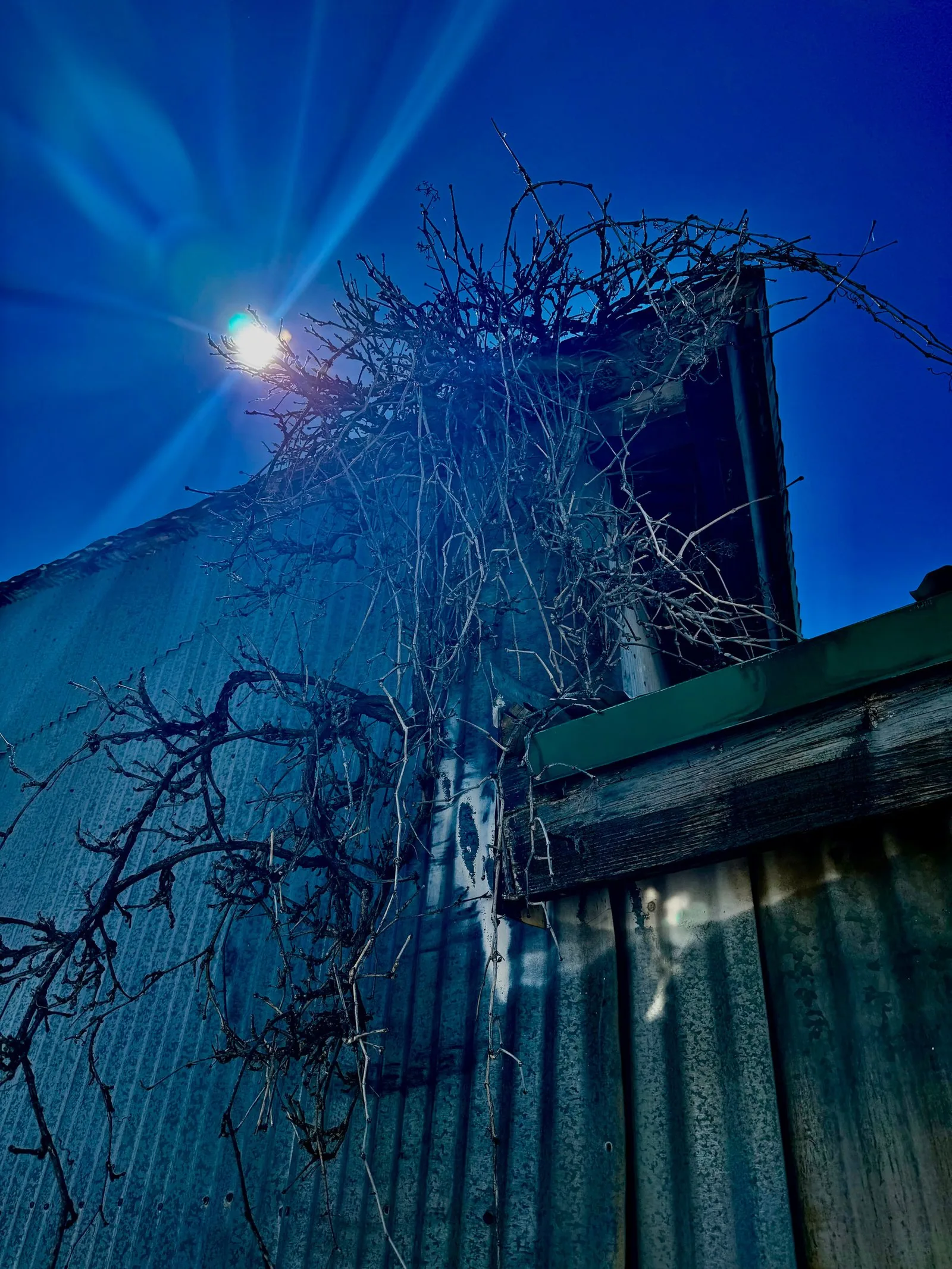 Vines on the old barn wall