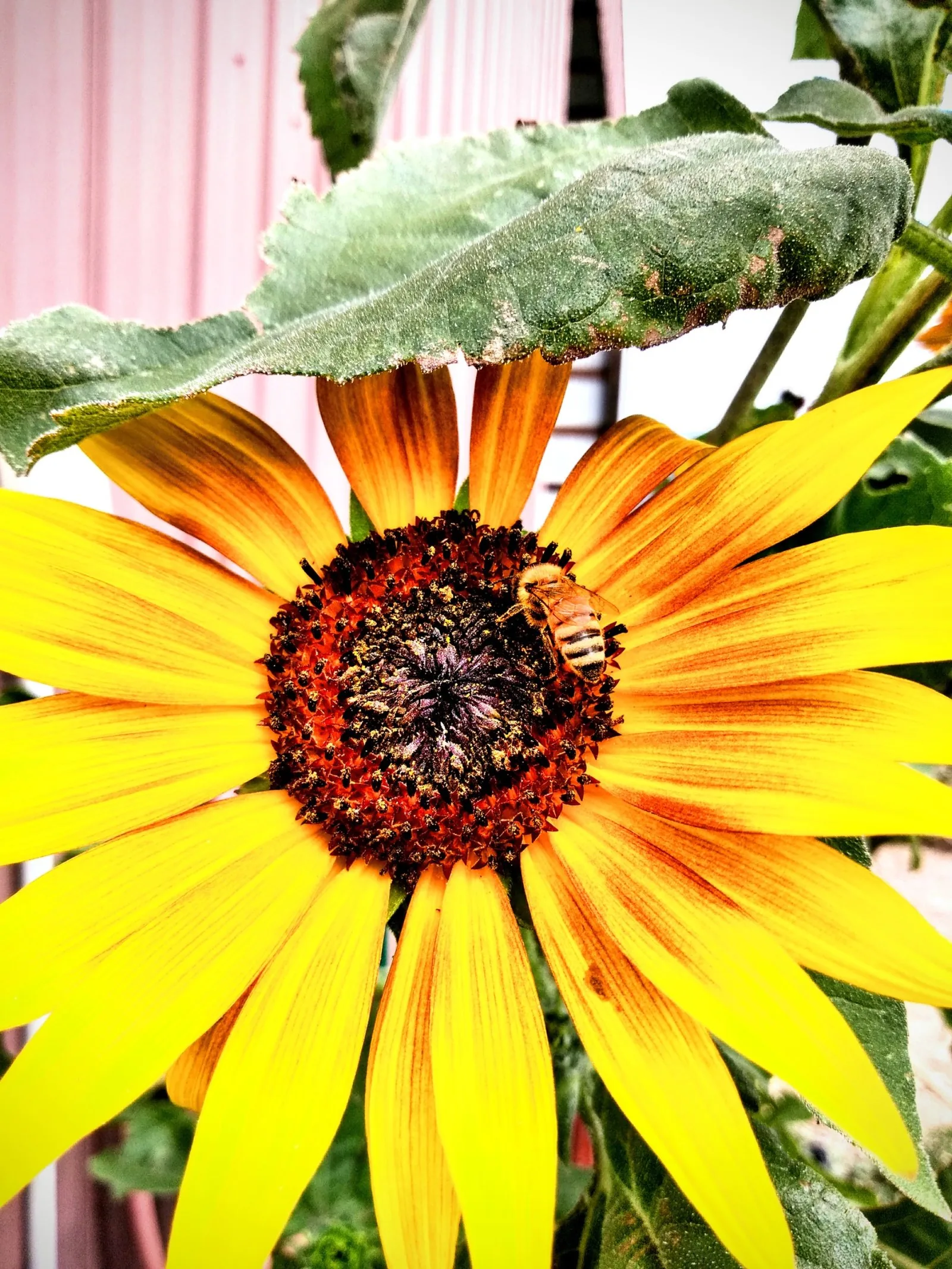 Honey bee on sunflower