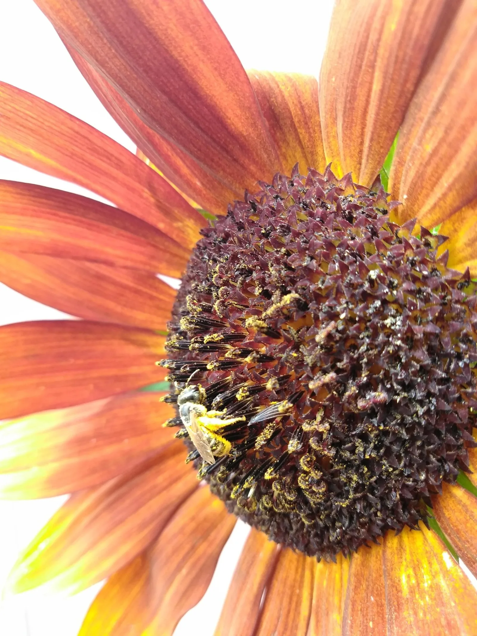 Honey bee on the rust sunflower