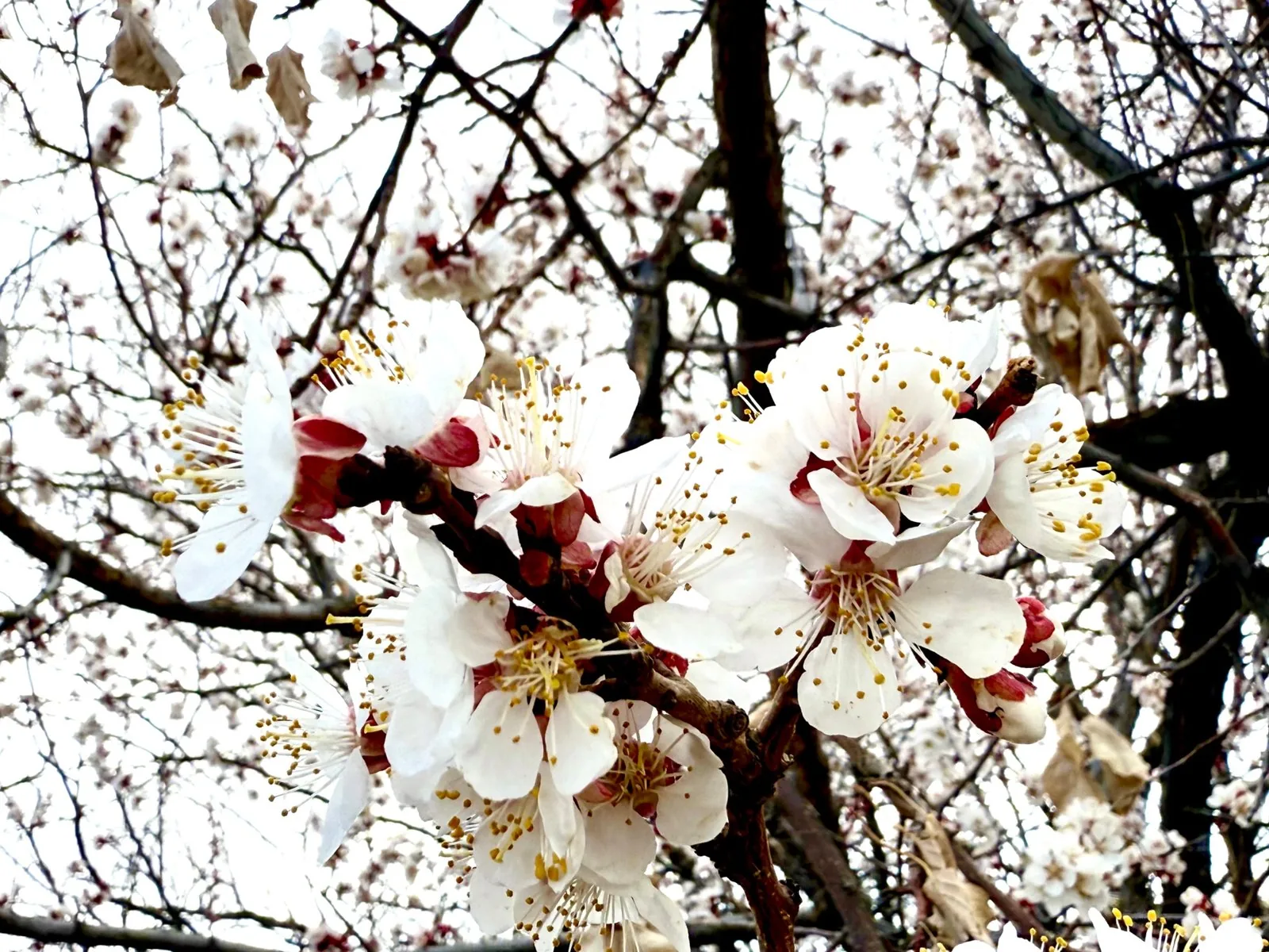 Wild Plum Blossoms