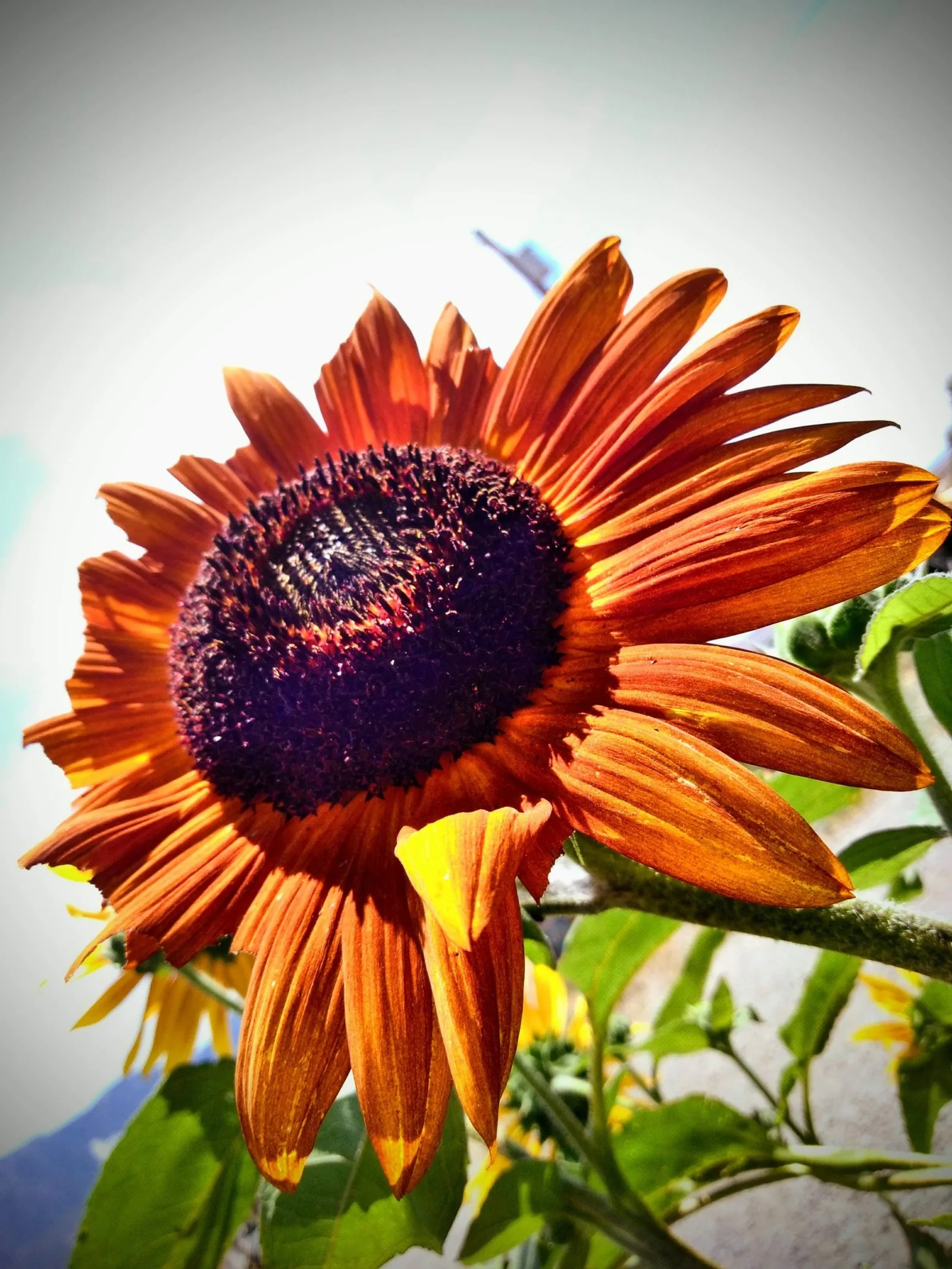 Red sunflower in full bloom